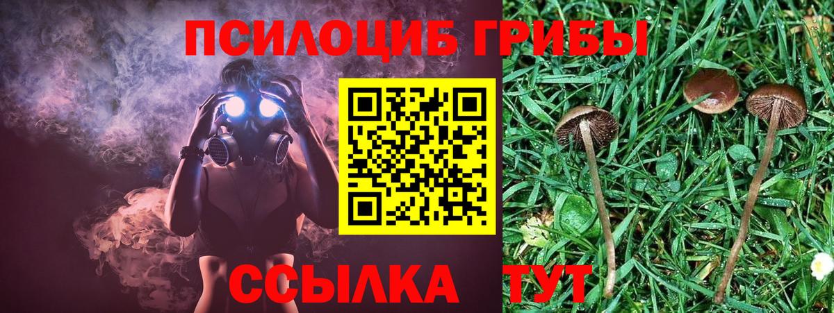 Луховицы  что такое   Вход с VPN  Галлюциногенные грибы Psilocybine cubensis 